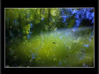 05-JA-Poissons