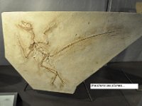 reptileplumes